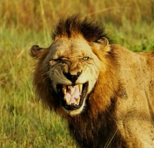 image-4.png