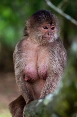 monkey-tits-v0-blt8qpwcu9aa1.jpg