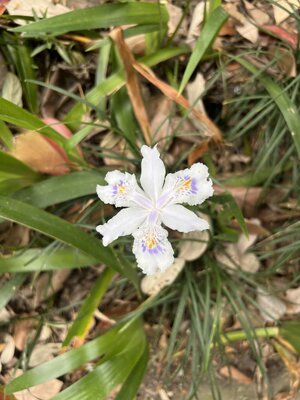 IMG_7605.jpeg