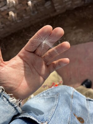 IMG_7899.jpeg