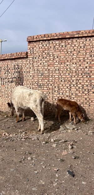 IMG_8135.jpeg