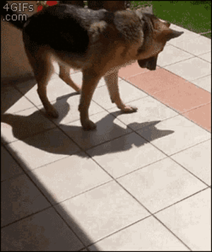 Carl Jung.gif