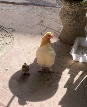 IMG_8903.jpeg