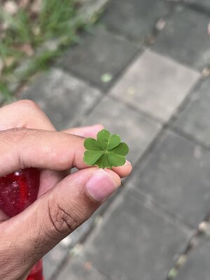 IMG_1743.jpeg