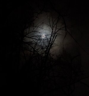 IMG_2383.jpeg