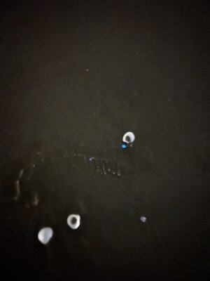 IMG_1974.jpeg