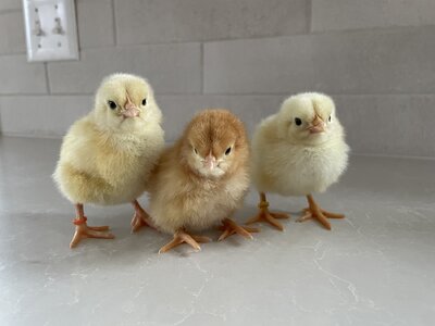 Baby Chicks Cover.jpg