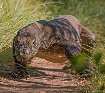 komodo.jpeg