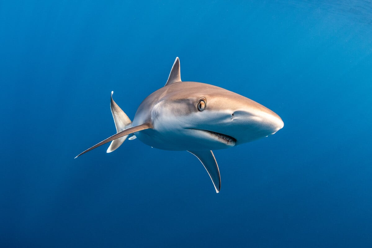 saveourseas.com